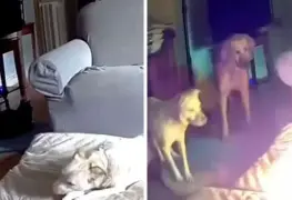 Perrito provoca incendio en casa tras morder batería de litio en EU