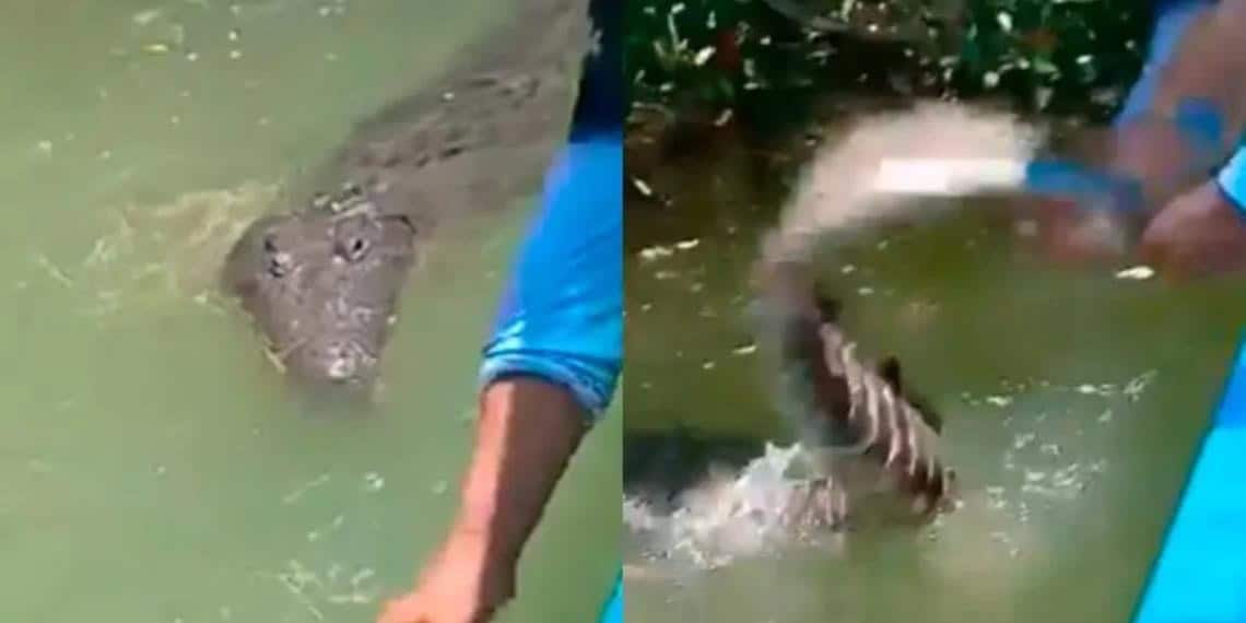 Guía pone en riesgo a turistas al jalarle la cola a un cocodrilo en Yucatán