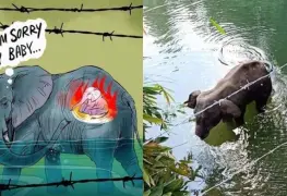 El regalo a una elefanta