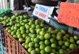 Se mantiene estable precio del limón