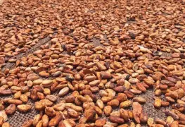 Sacar provecho a crisis del cacao