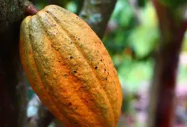 Tabasco: cacao en declive, pero precio en máximo nivel en 70 años