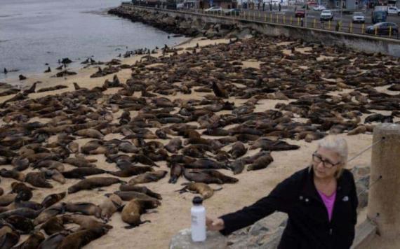 Cientos de leones marinos se apropian de playa en EU