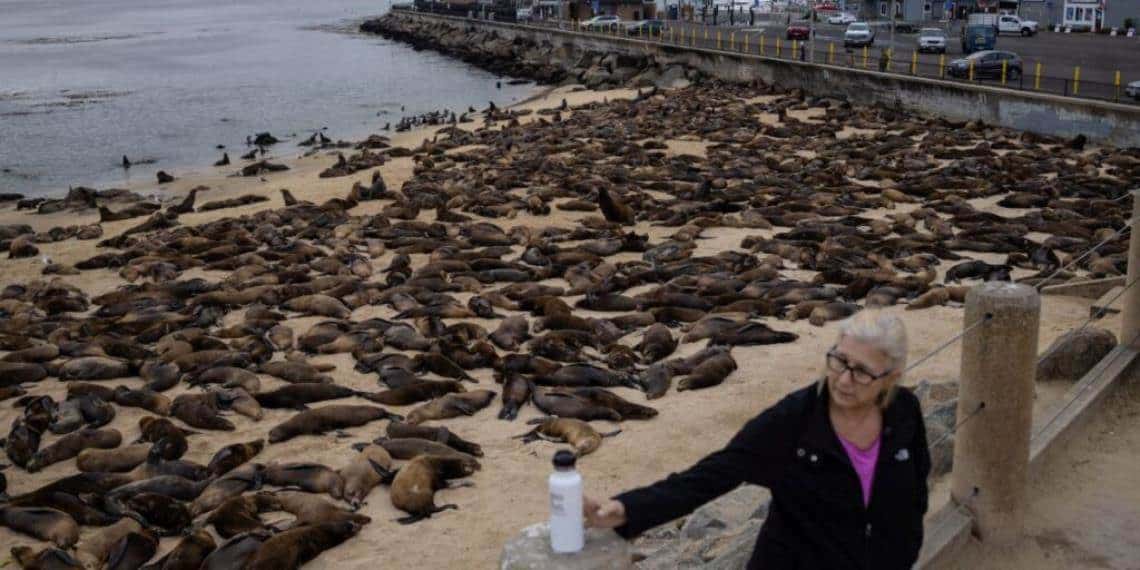 Cientos de leones marinos se apropian de playa en EU