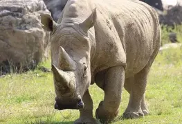 Cae vendedor de cuernos de rinoceronte y colmillos de elefante que usaba Facebook