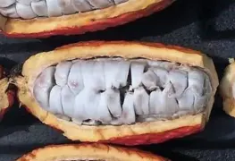 El festival del cacao y chocolate en Comalcalco/ La violencia sexenal