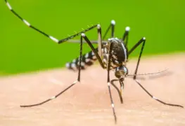 Dengue: advertencia de crisis epidemiológica