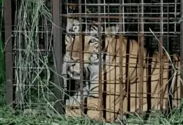 Capturan a tigre que escapó del zoológico Quinta La Fauna, en Reynosa
