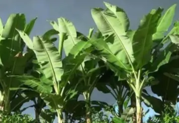 Sector platanero en Tabasco sufre por sequía, inseguridad y falta de apoyo