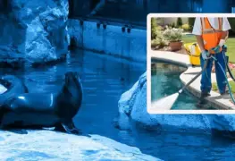 Hombre cae a estanque de lobos marinos en Zoológico de Chapultepec y muere