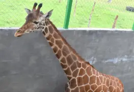 Jirafa "Nasha" llega al Yumka´, en calidad de préstamo reproductivo