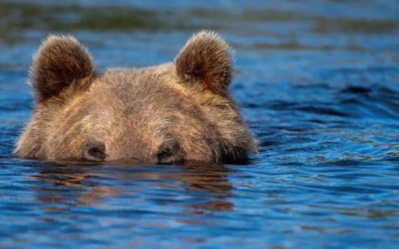 Sorprende oso a turistas dándose baño en playa de California