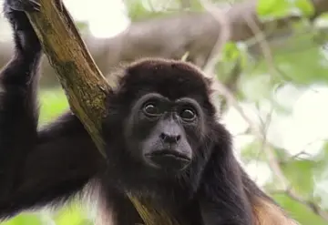 Previenen mortandad de monos saraguato en Tabasco con medidas preventivas