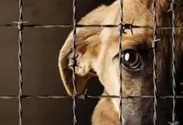 Detienen a hombre por GOLPEAR a perros