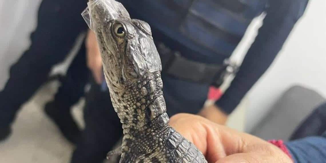 Captan cocodrilitos caminando en Metro de la CDMX