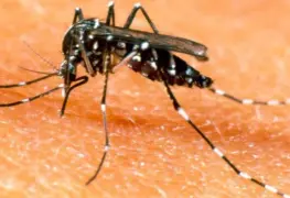 Plaga de Moscos y Escalada de Dengue Grave