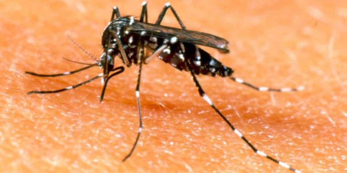 Plaga de Moscos y Escalada de Dengue Grave