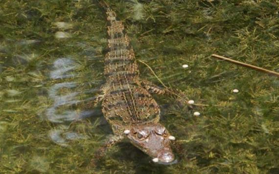 Cocodrilos invaden Oaxaca: el paso de John los arrastra desde la Laguna de Ventanilla