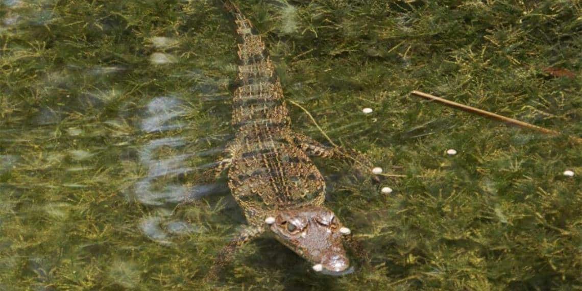 Cocodrilos invaden Oaxaca: el paso de John los arrastra desde la Laguna de Ventanilla