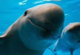 Semar: Tecnología en protección de vaquita marina