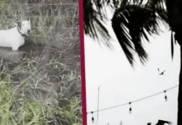 Rescatan a perro que estaba amarrado previo a la llegada del huracán Milton