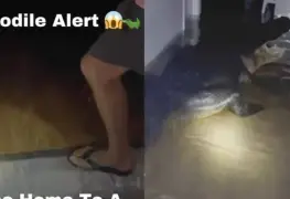 Video: Familia encuentra cocodrilo en la sala de su casa tras huracán