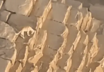 Captan a perrito en la cima de la Gran Pirámide de Guiza