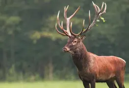 Abuelito muere tras ser atacado por un ciervo salvaje; su esposa también fue herida