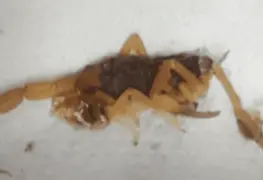 Muere una bebé de un año ocho meses tras picadura de alacrán