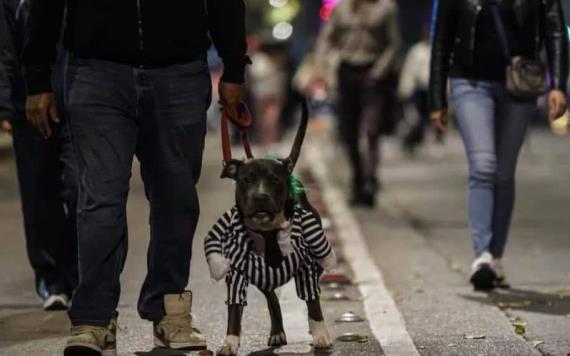 Payasos terroríficos, calaveras y hasta Batman participan en el Paseo Nocturno por Día de Muertos; las mascotas también están presentes