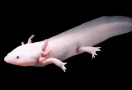 UNAM alerta que en 2025 podrían desparecer los ajolotes de Xochimilco