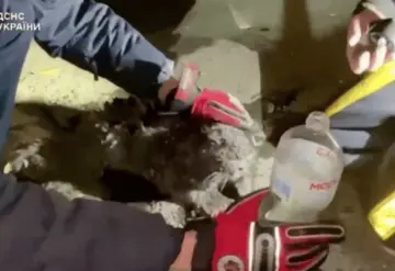 Gatito es auxiliado por rescatistas tras ataque de drones en Ucrania