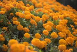 LA GENEROSIDAD DEL CEMPASÚCHIL