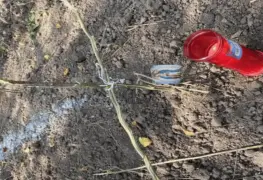 Hallan cinco cuerpos en una fosa clandestina de Mazatlán; hay tres mujeres entre las víctimas