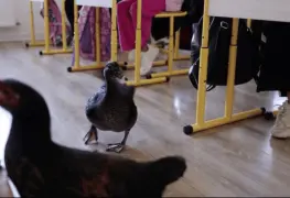 Un pollo y un pato ayudan a los niños en clase para aprender a ser amables en Rumania