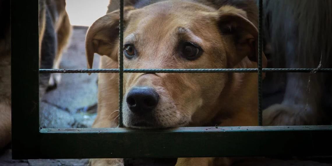 Hacia el verdadero bienestar animal