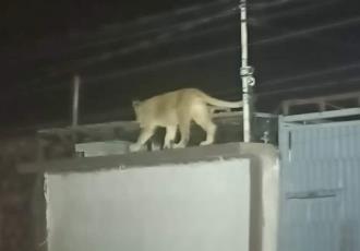 Captan a leona suelta en el techo de una casa en Ciudad Juárez, Chihuahua | VIDEO