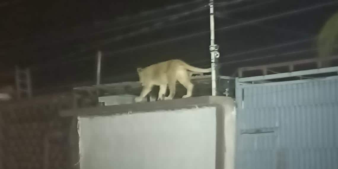 Captan a leona suelta en el techo de una casa en Ciudad Juárez, Chihuahua | VIDEO
