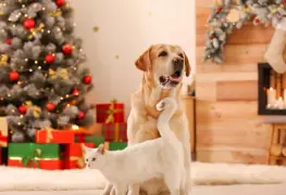 Cómo Ayudar a Nuestras Mascotas Durante el Fin de Año