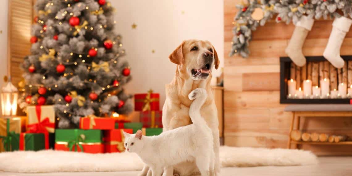 Cómo Ayudar a Nuestras Mascotas Durante el Fin de Año