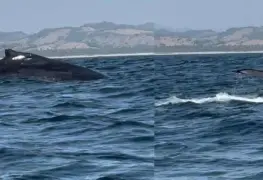 ¡Vive el espectáculo! Ballenas jorobadas llegan a las playas de Michoacán