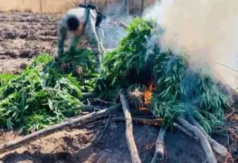 Marina destruye cultivo de mariguana en Sinaloa