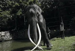 Tragedia en Tailandia: Elefante mata a turista espa&ntilde;ola durante actividad de ba&ntilde;o