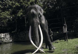 Tragedia en Tailandia: Elefante mata a turista española durante actividad de baño