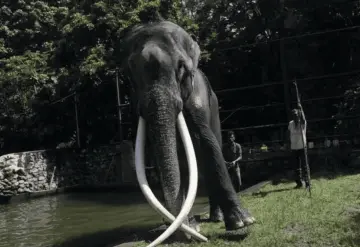 Tragedia en Tailandia: Elefante mata a turista española durante actividad de baño