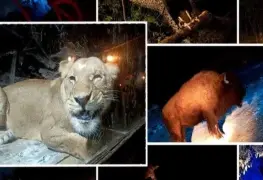 Descubre la vida nocturna de los animales en el Moon Safari de Africam Safari