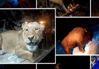 Descubre la vida nocturna de los animales en el Moon Safari de Africam Safari