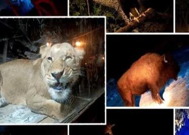 Descubre la vida nocturna de los animales en el Moon Safari de Africam Safari