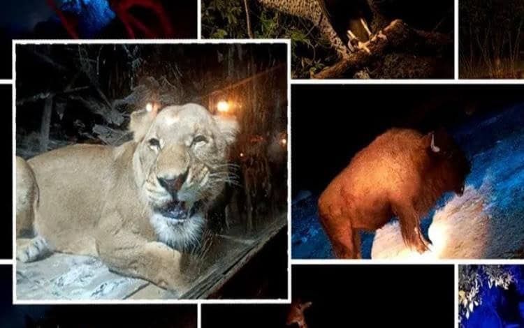 Descubre la vida nocturna de los animales en el 'Moon Safari' de Africam Safari