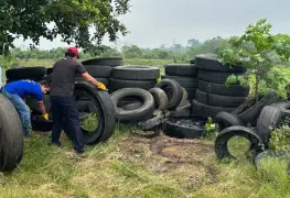 Elimina Salud más de 50 toneladas de llantas en 6 municipios para prevenir el dengue